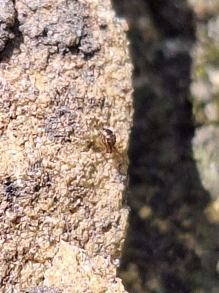 Low quality phone photo showing a tiny, 1-2mm springtail on the edge of a rock, with a distinctive patch of red pigmentation barely visible.