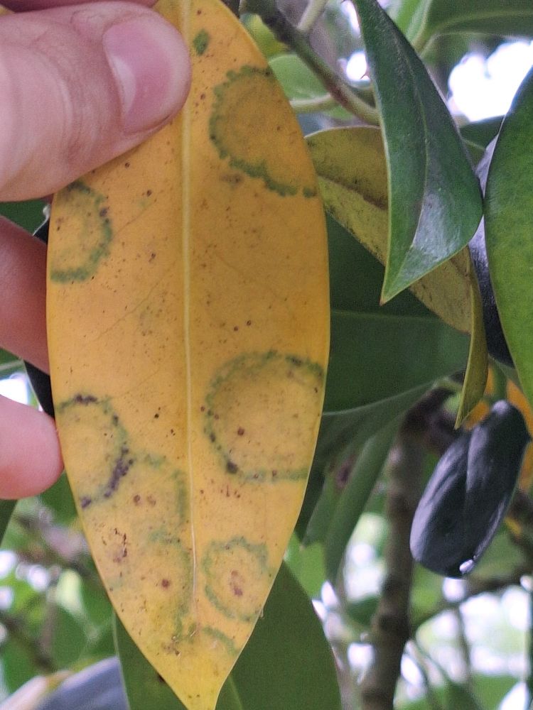 Underside of this Holly leaf, with the same arcs and circles, slightly paler through the surface of the leaf