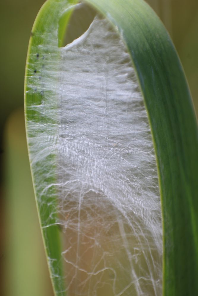 An iris leaf, folded almost in half on itself by a thick layer of spider silk.