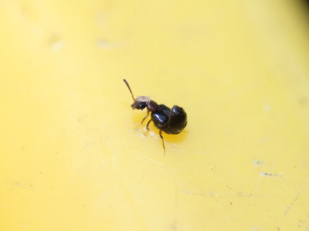 Side view of a tiny black rove beetle, with some incredibly highly segmented antennae, extending its rear to the air. Covering the entirety of the top of its head is a small white mite with its legs gripping over the beetle. It flew away shortly after this, carrying its mite with it.