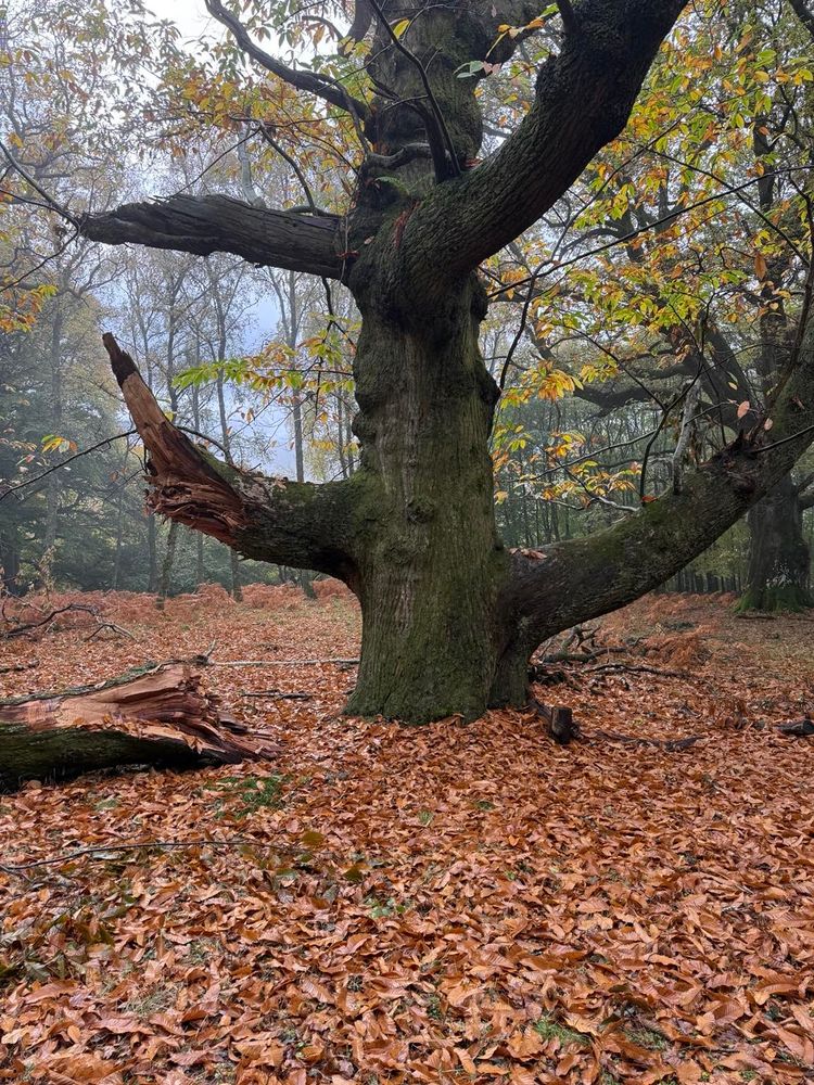 A large, textured tree trunk with spreading branches stands amidst a forest. The ground is covered in a layer of orange-brown fallen leaves, creating an autumnal scene. The atmosphere appears misty and moody, enhancing the serene environment.