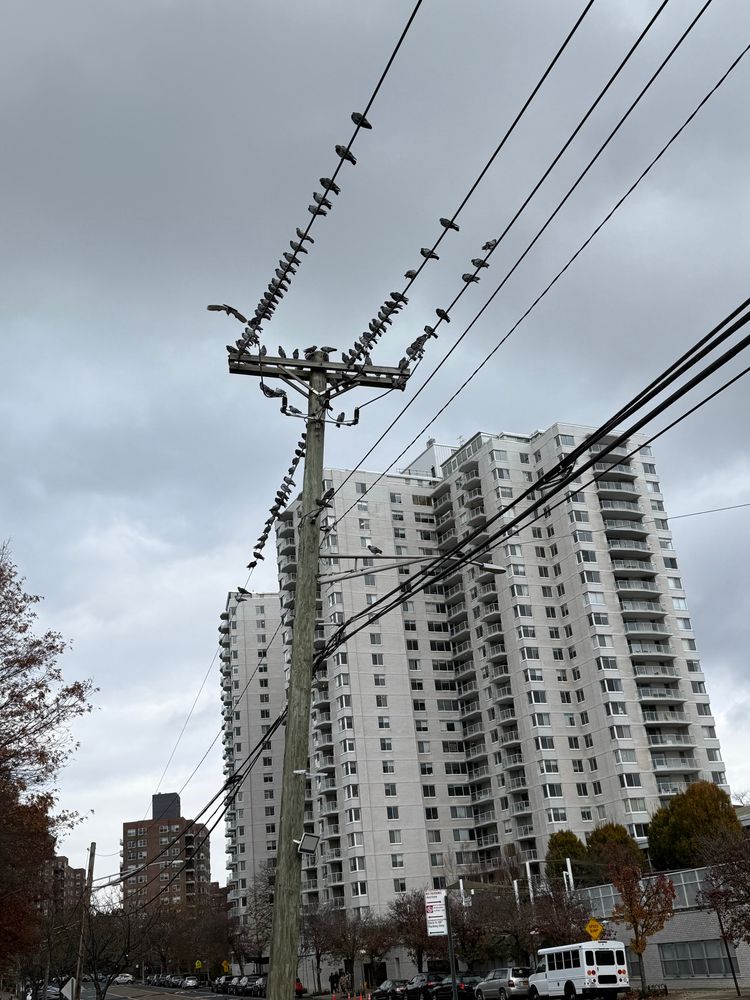 A flock of pigeons congregating on a utility pole/wires, side by side and in a very orderly manner