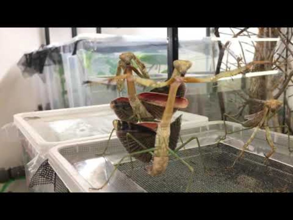 Mantis dance 😂!