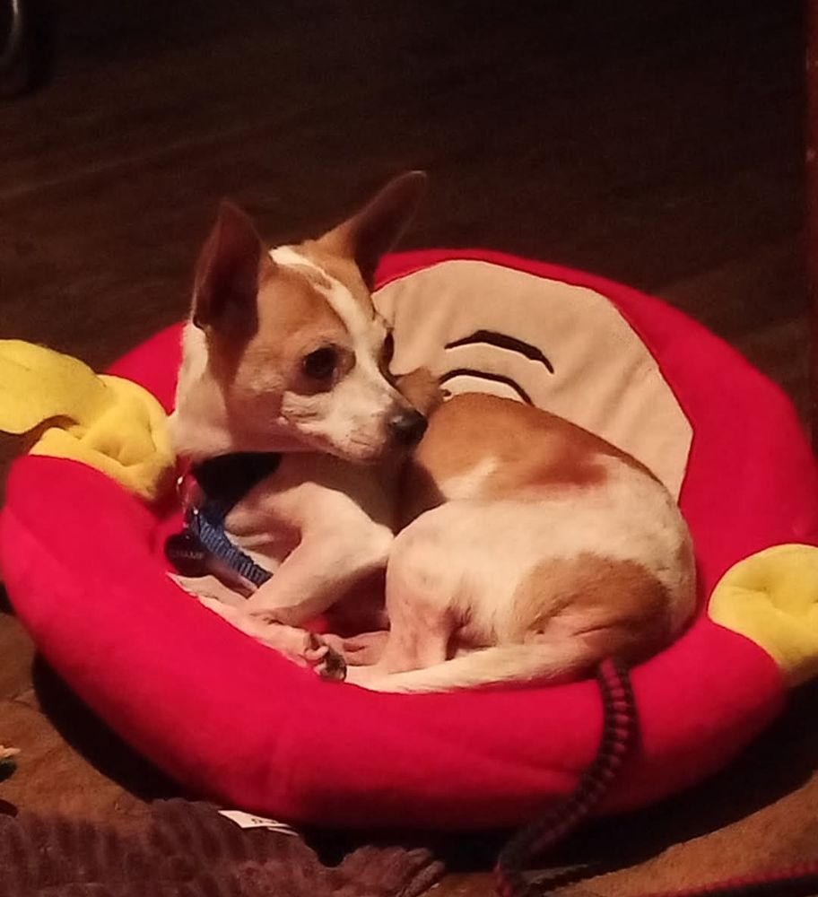 Champ, brown and white Chihuahua relaxing in his bed after a long walk. 