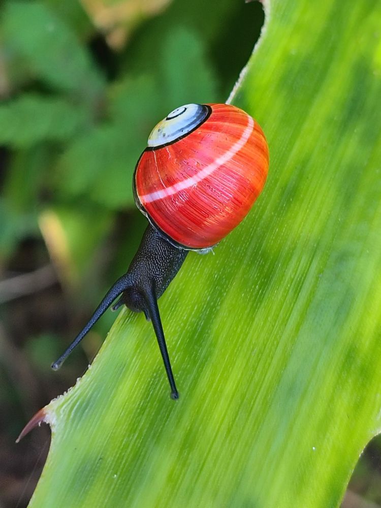 Highly colourful Cuban snail, red with white band