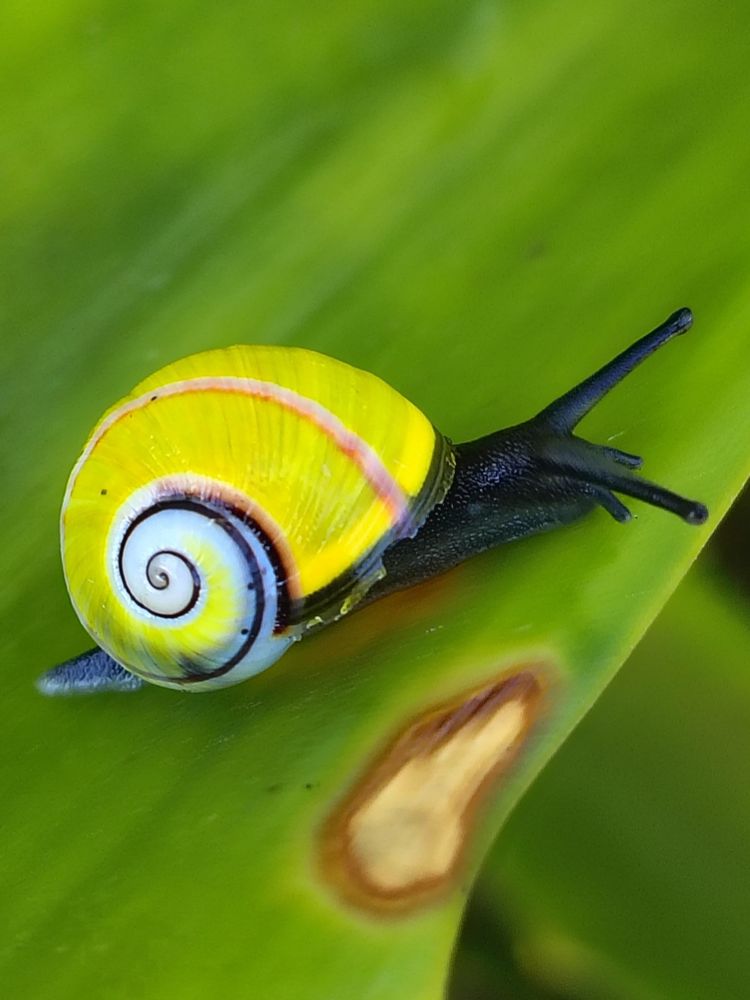 Highly colourful Cuban snail, yellow with pink band