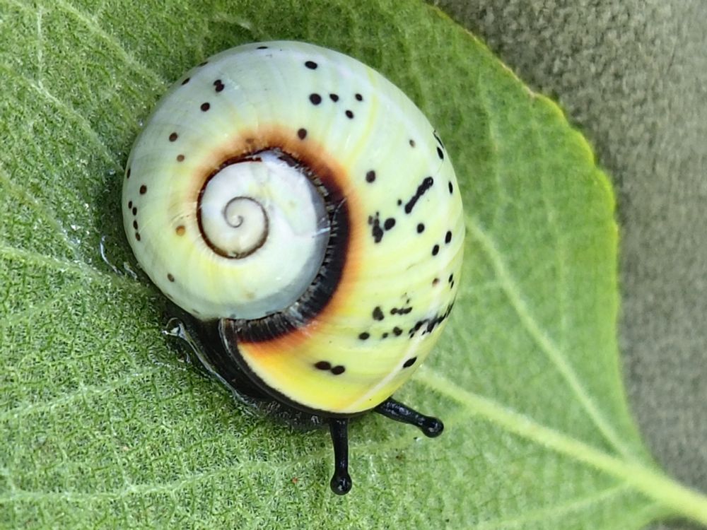 Highly colourful Cuban snail, pale green, orange, black with spots 
