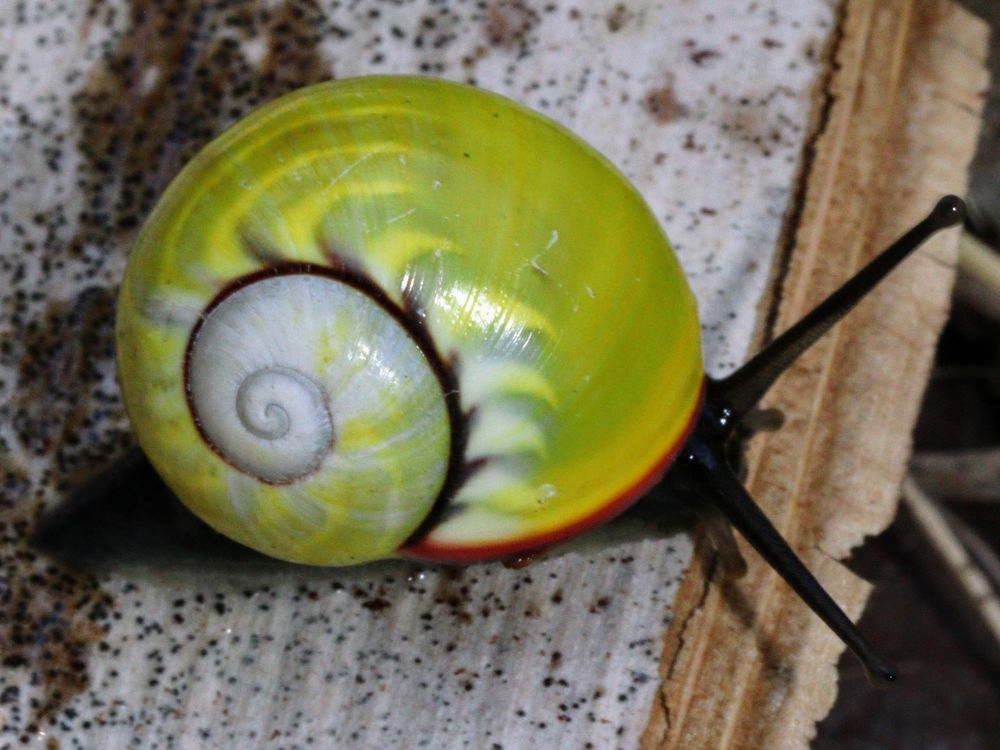 Highly colourful Cuban snail, green yellow with rays