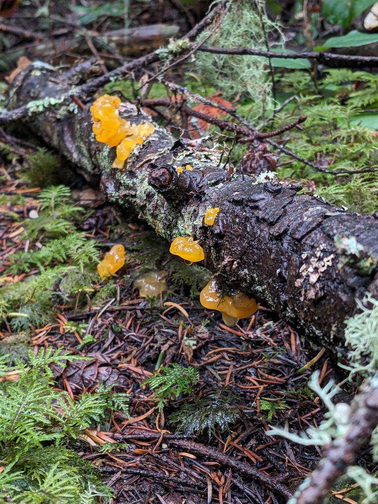 Orange jelly fungus on a log