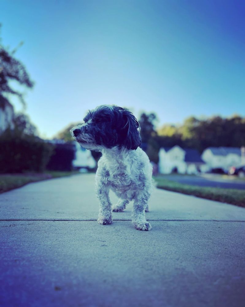 My dog Leo standing on our sidewalk months before his seizure and passing.