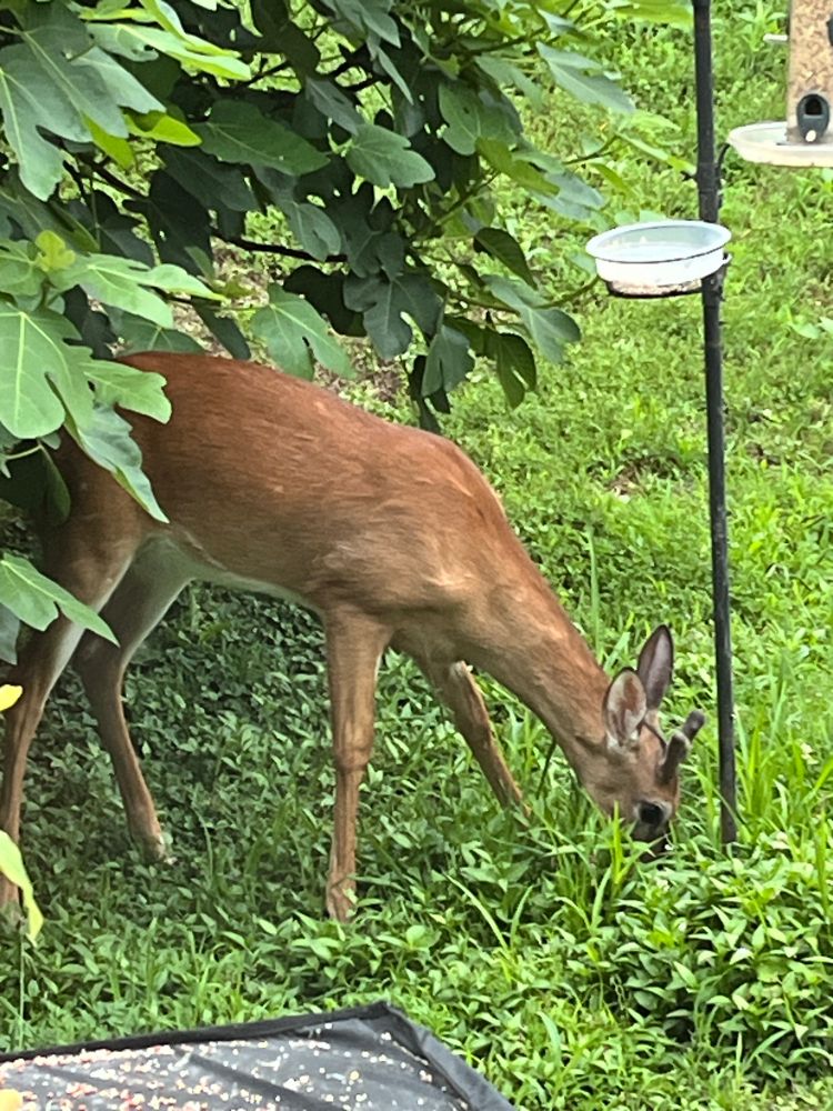 Deer eating at a bird feeder