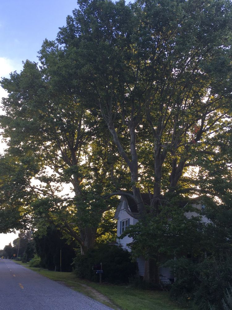 A 2 story white house with two absolute monster beech trees towering over it, like the Gods they are.