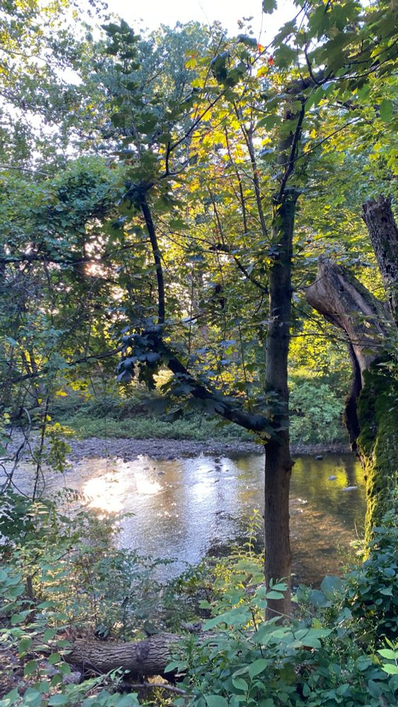 A tranquil forest scene featuring a gently flowing creek surrounded by dense trees. Sunlight filters through the canopy, casting dappled light on the rippling water. In the foreground, lush green plants and a fallen tree trunk add texture and depth. The mix of green and yellow leaves hints at the seasonal shift from summer to autumn, creating a peaceful, transitional atmosphere.