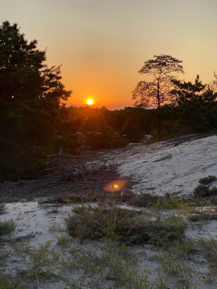 Sunset over dunes trees are right & left 