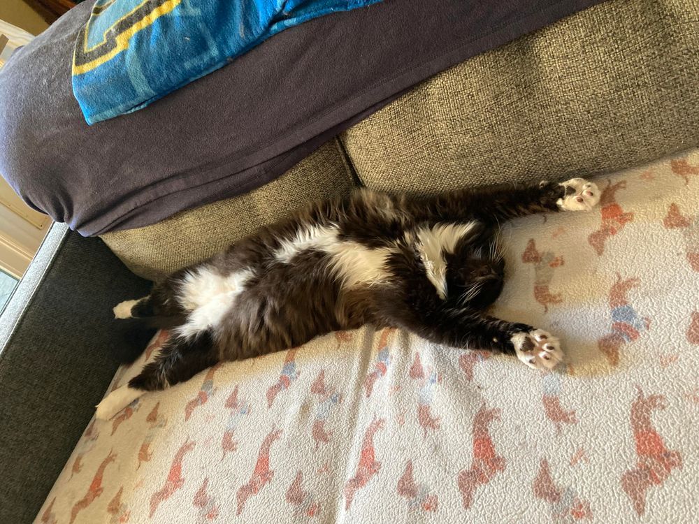 A black and white cat sleeping on his back on a couch 