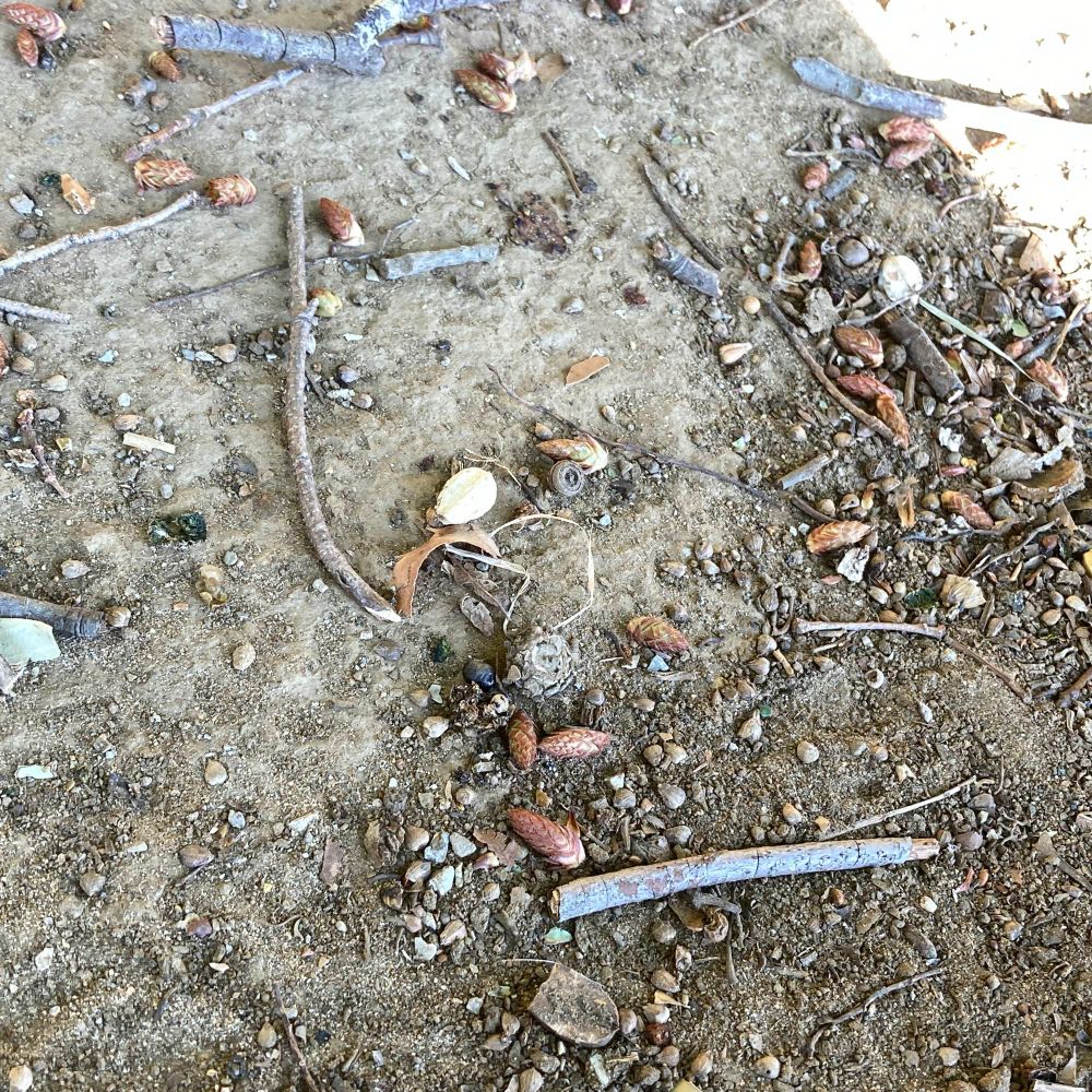 人によっては何もないじべた
乾いた土の上に枝や何かの樹木の芽や木の実、小石が落ちている