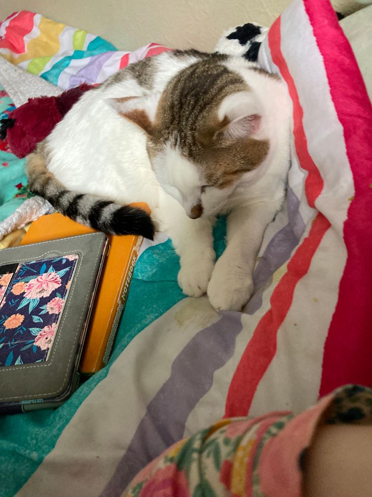 A white cat with a grey & black raccoon-like striped tail and a brown head and brown patch on his nose, laying on the bed asleep, next to the poster’s ereader which is in a floral case, and their journal, a yellow-spined boom that says NOTEBOOK down the spine. There is a cow stuffed animal barely in view behind the cat, and you can see a bit of the poster’s arm and floral nightgown sleeve. 