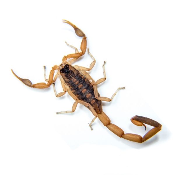 Bark scorpion on a white background