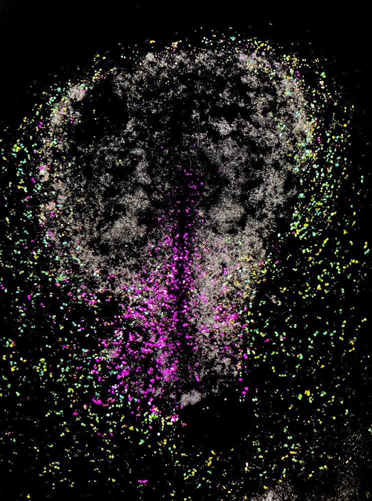 A still image of a stage HH4 gastrulating chick embryo electroporated with 3 different fluorescent reporter genes shown in magenta, yellow and cyan.