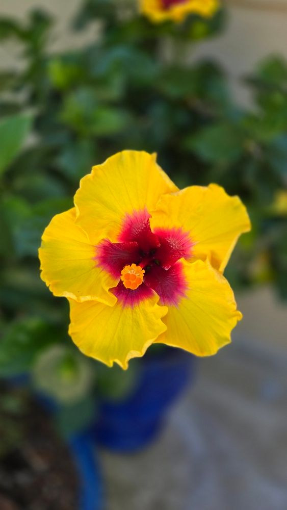 A picture of a glowing yellow Hawaiian Hibiscus found in the wilds of St Augustine FL, this flower represents luck, happiness and joy, it has a deep red center fading to pink by the petals, surrounded by green leaves and blurred blossoms in the background. 