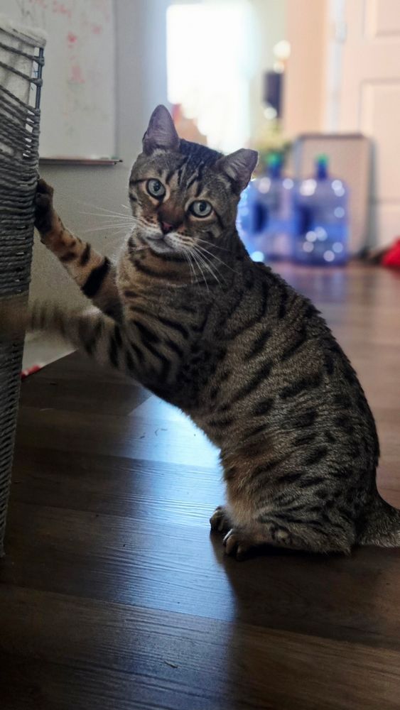 A picture of His Royal Highness Prince Mowgli the 1st, caught in the act of destroying a pesky hamper that stood in his way. 
