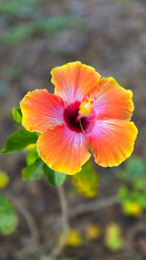 A photo of a Chinese hibiscus, mostly coral with yellow edges and a pink and scarlet center. 