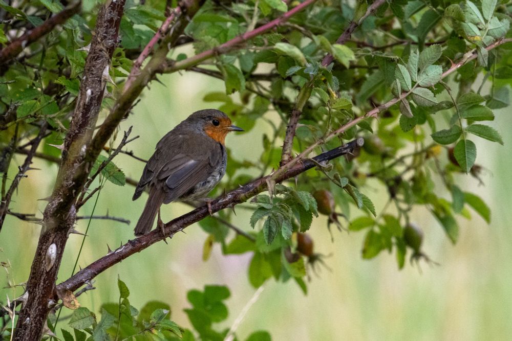 Adult Robin looking out for Juvenile Robin