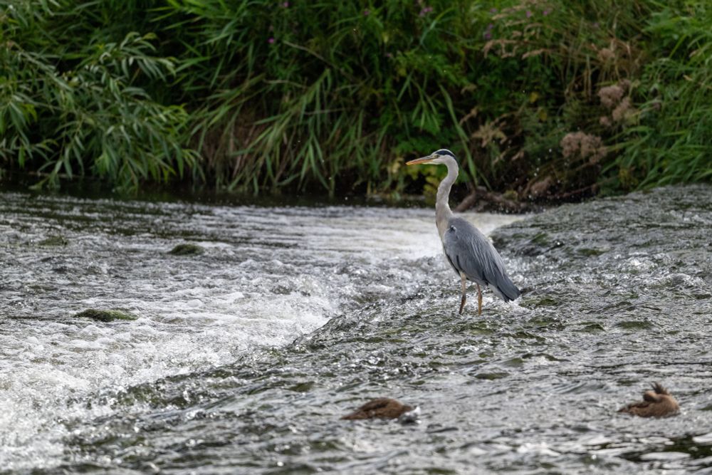 Grey Heron at weir on River Tweed, Peebles