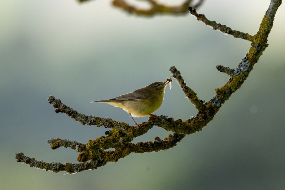 Chiffchaff with a wasp