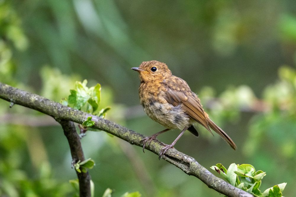 Juvenile Robin waiting for food?