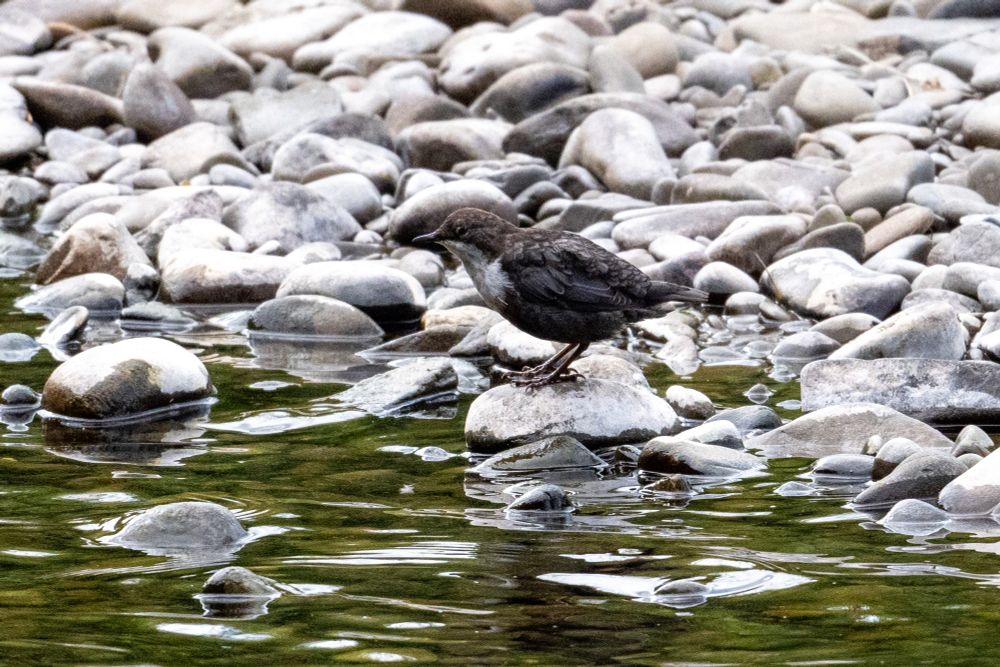 Dipper on the River Tweed bank
