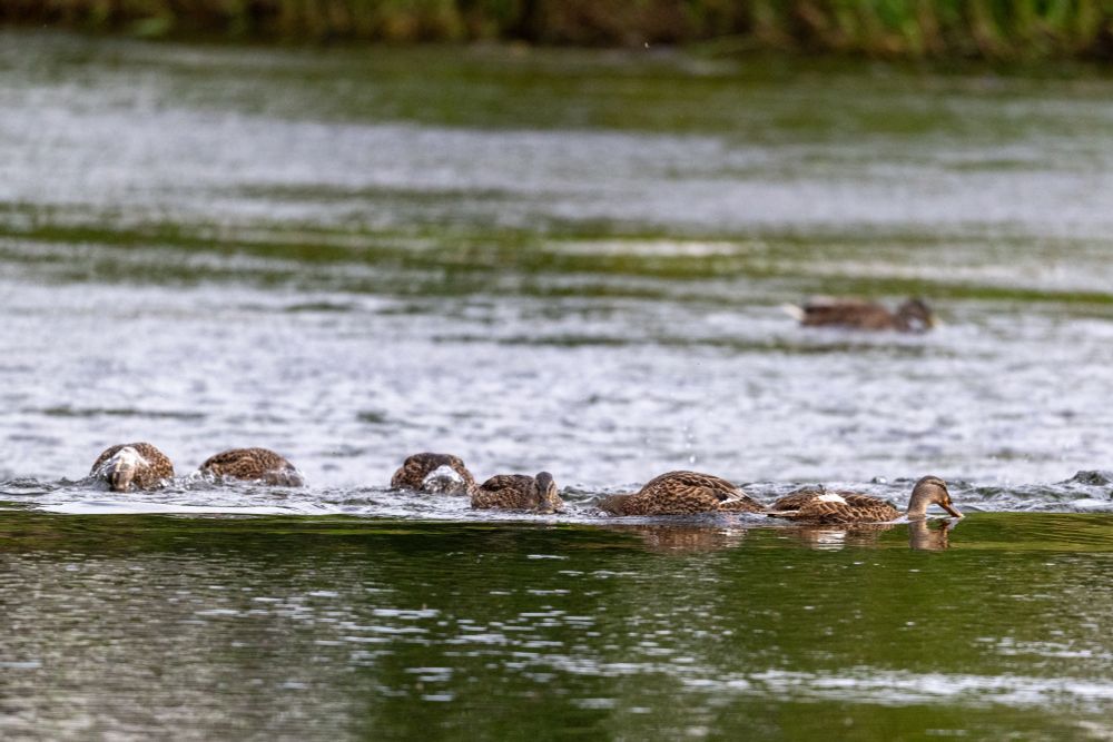 Mallard Ducks at weir on River Tweed, Peebles