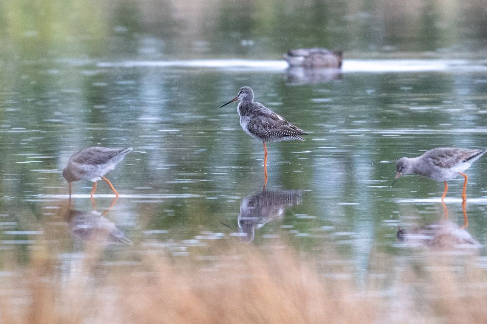 Spotted Redshank on old scrapes