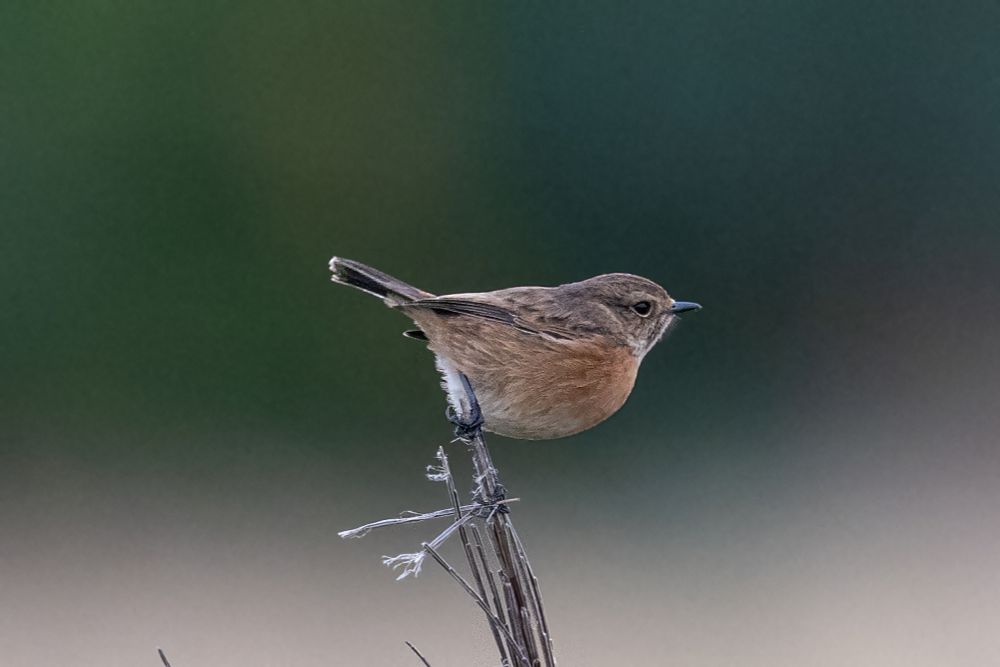 Stonechat 