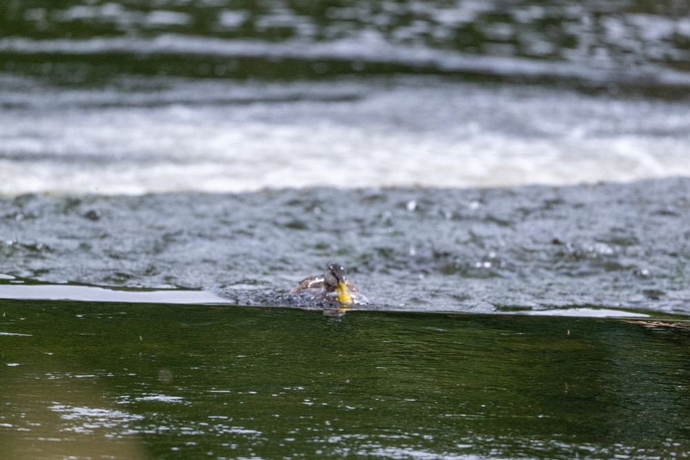 Mallard Ducks at weir on River Tweed, Peebles