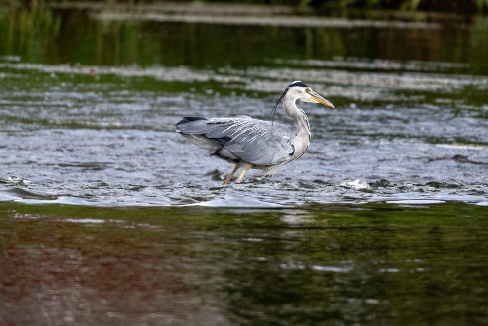 Grey Heron at weir on River Tweed, Peebles
