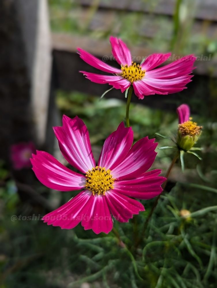 道ばたのコスモス