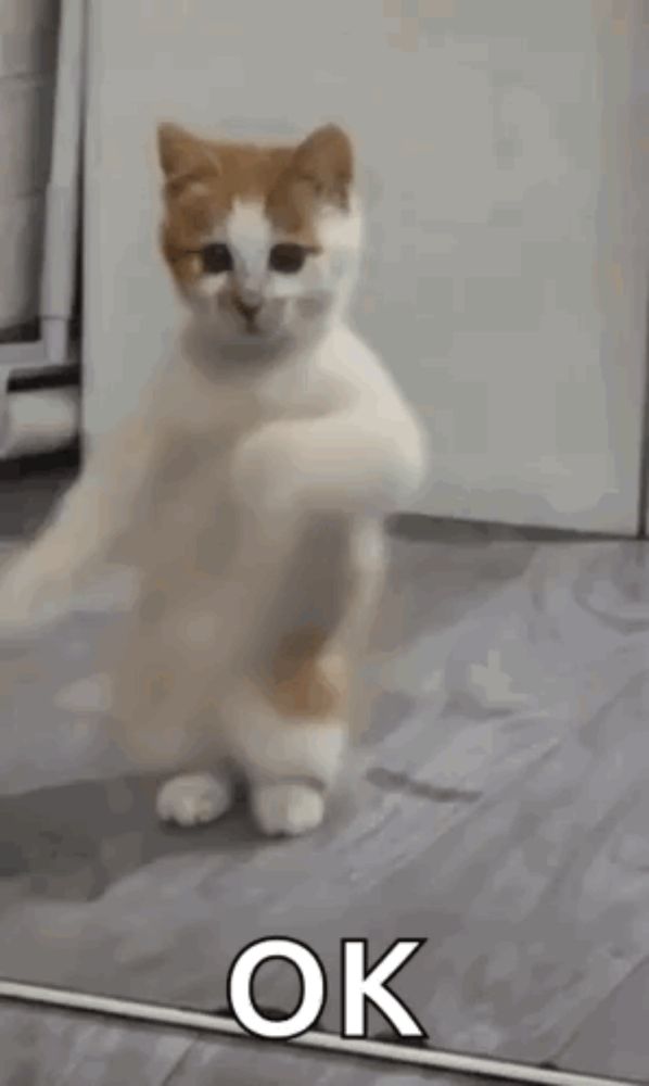 a cat is standing on its hind legs in front of a mirror and saying `` ok '' .