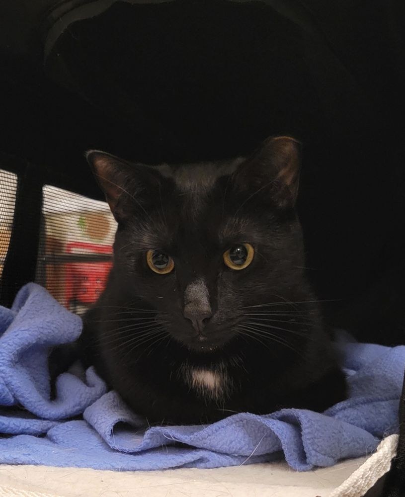 Black cat loafing in a cat carrier (willingly, as it is always left out for him and his brothers)