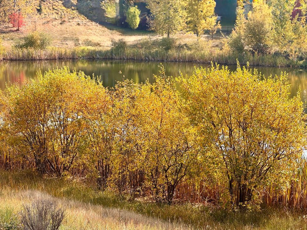 Yellow bushes flanking a pond 