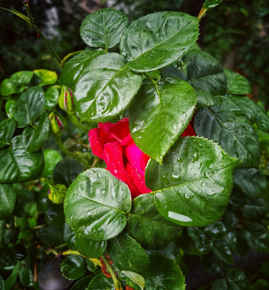 Scheu, hinter ihren Blättern versteckt, eine rote Rose