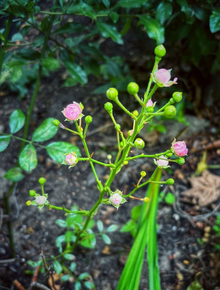 Kleine rosa Blümchen, Blick von oben darauf