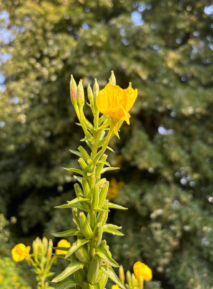 Eine gelbe Blüte, im Hintergrund Grünzeug