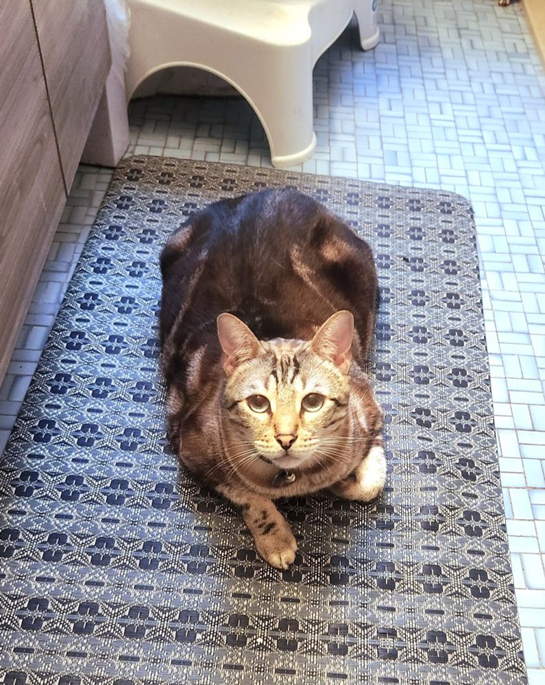 a very solid-bodied bengal cat sitting on a bathroom mat