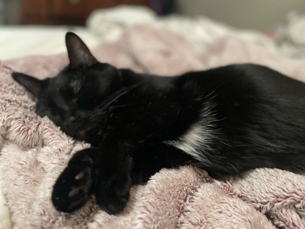 a black cat sleeping peacefully on a fuzzy pink blanket, arms stretched towards the camera 