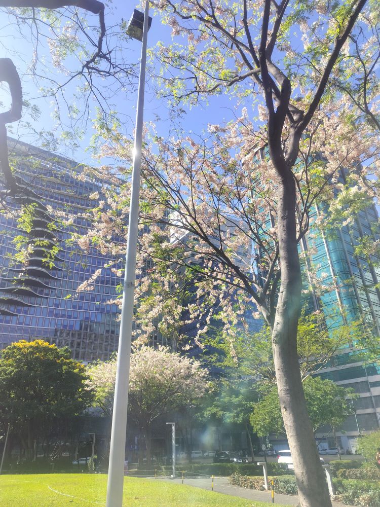 Palawan Cherry Blossom trees