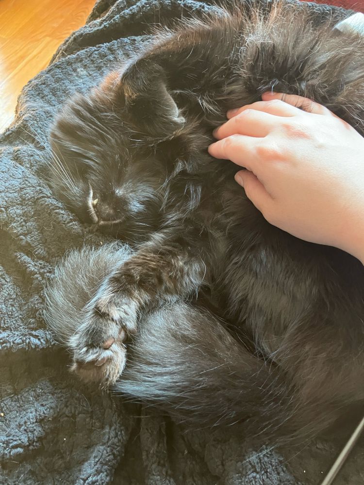 Fluffy black cat exposing her belly while a hand pets her.