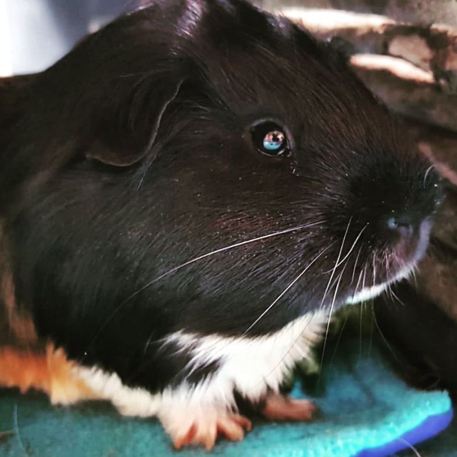 Picture of a black faced, white chinned guinea pig with pink feet called Pretzel. 