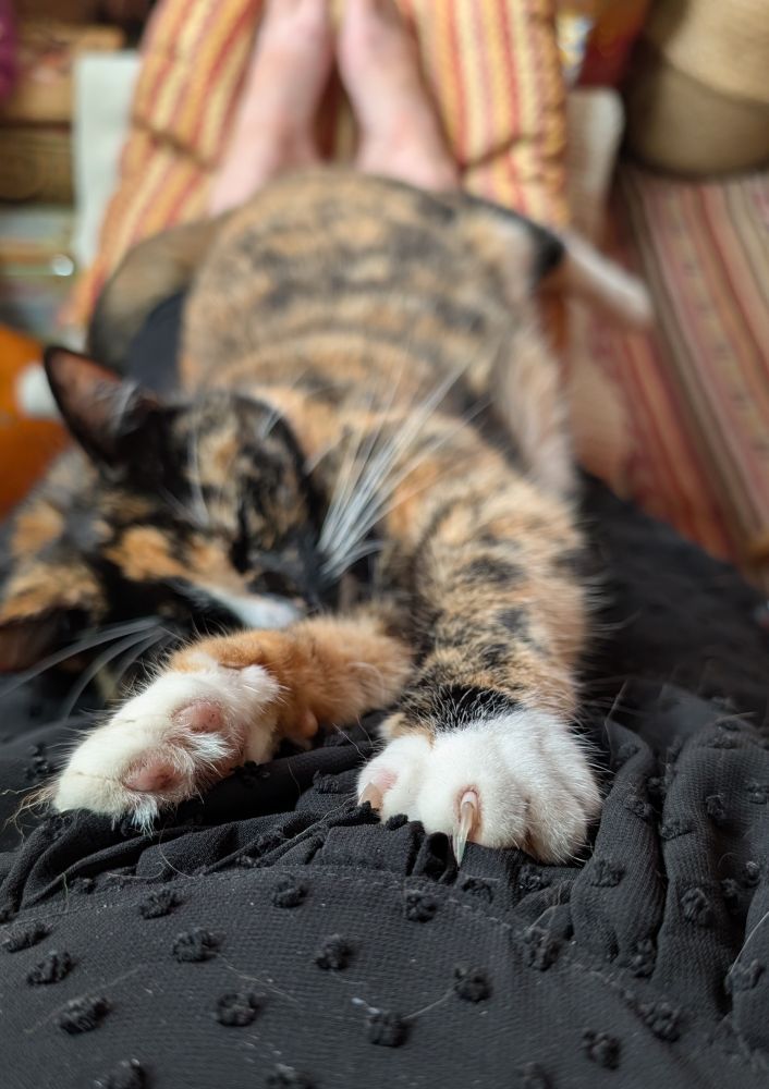 A tortoiseshell cat is stretched out on a lap with her white paws reaching towards the camera. 