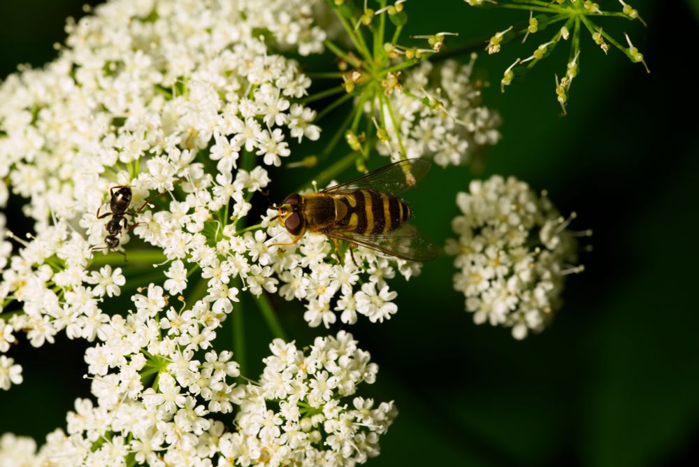 A hoverfly on a white flower plant. Ant close to the hover fly.